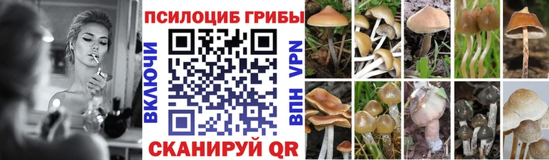 Псилоцибиновые грибы прущие грибы  даркнет официальный сайт  Камышин  кракен  